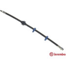 Brembo | Bremsschlauch | T 23 115
